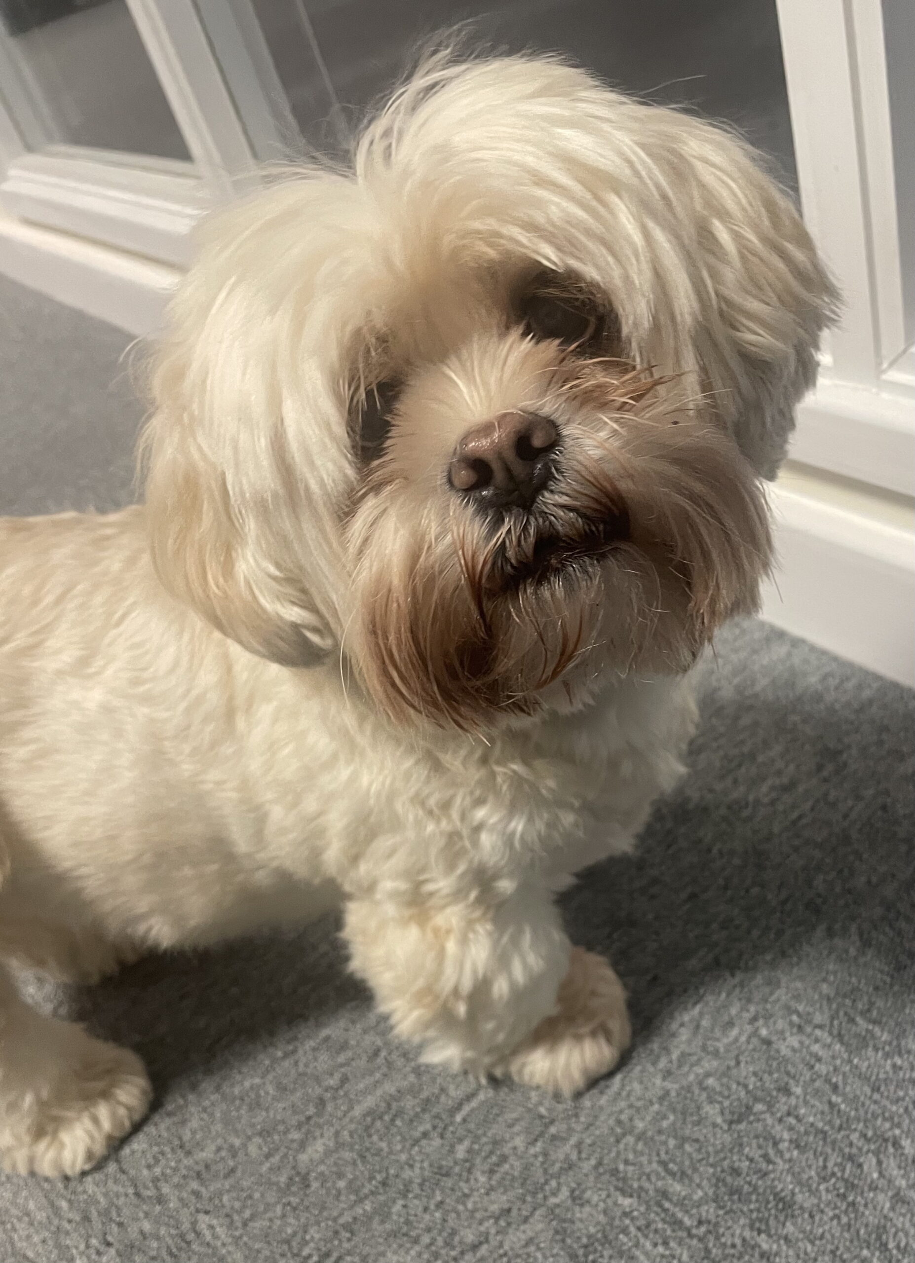 Another Pooch joins the Team